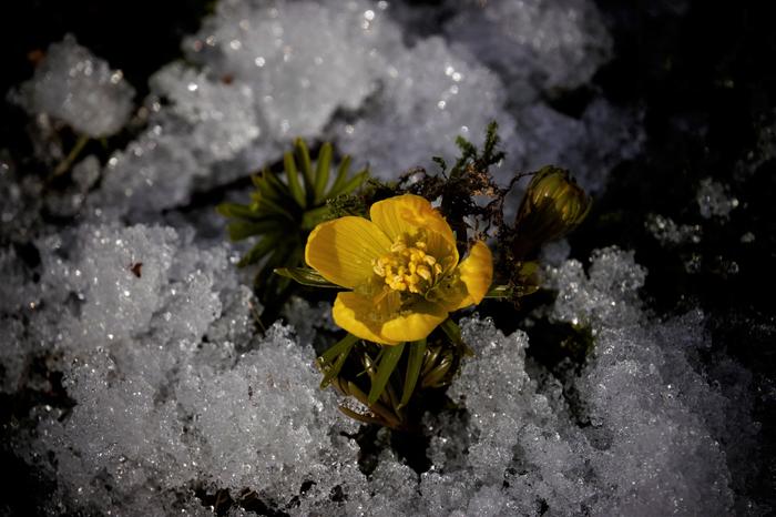 Talventähti pilkistää lumen välistä Talventähti pilkistää lumen välistä.