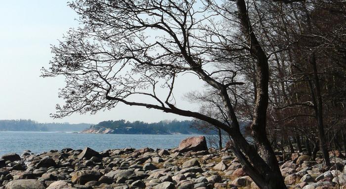 Lehdettömiä puita Helsingissä.