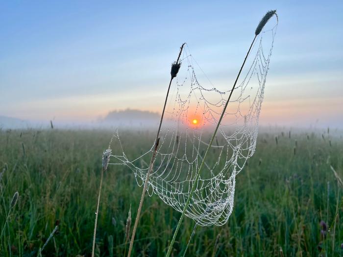 Usvaa, kastetta hämähänkinseitillä Usvaa, kastetta hämähänkinseitillä.