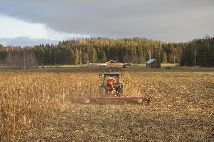 Maanviljelijällä riittää hommia aina lumentuloon saakka. Tässä kuvassa jyrätään välikasvustoa marraskuussa.