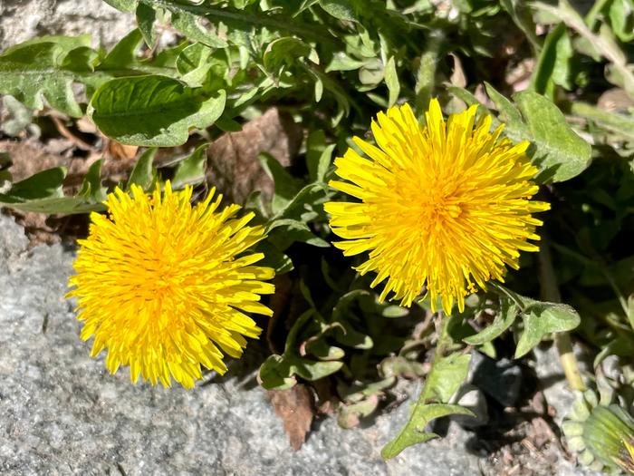 Voikukkia huhtikuussa.