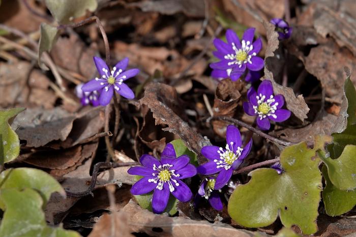 Sinivuokkoja huhtikuussa 2022.