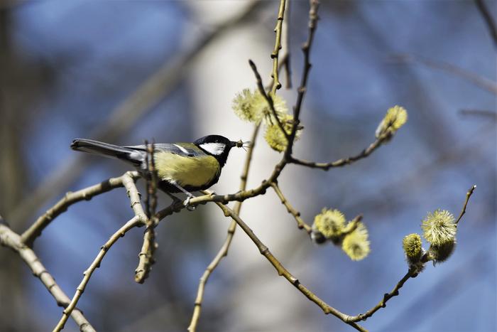 Talitiainen huhtikuisessa kevätsäässä.