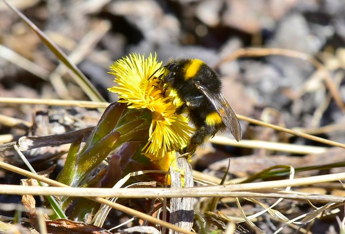 Kimalainen ruokailee leskenlehdellä.