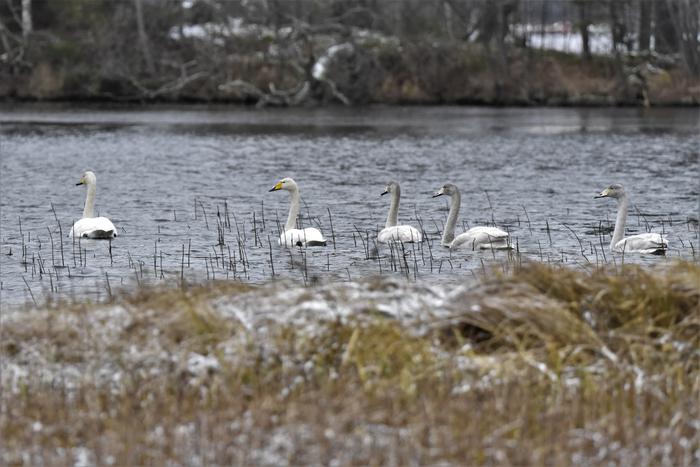Joutsenia marraskuussa Jyväskylässä.