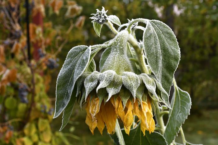 Pakkasta Pakkanen puraisi auringonkukkaa Jyväskylässä lokakuussa 2023.