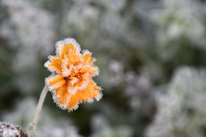 Lokakuut tuovat jo kylmiä öitä ja aamuja.