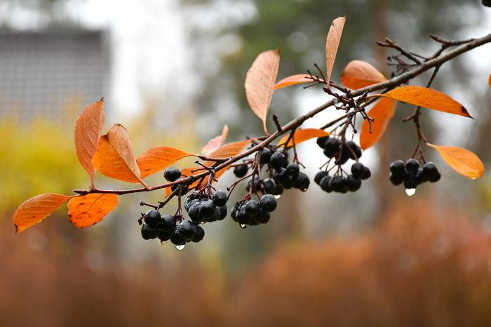 Vesipisarat marja-aroniassa Vesipisarat marja-aroniassa