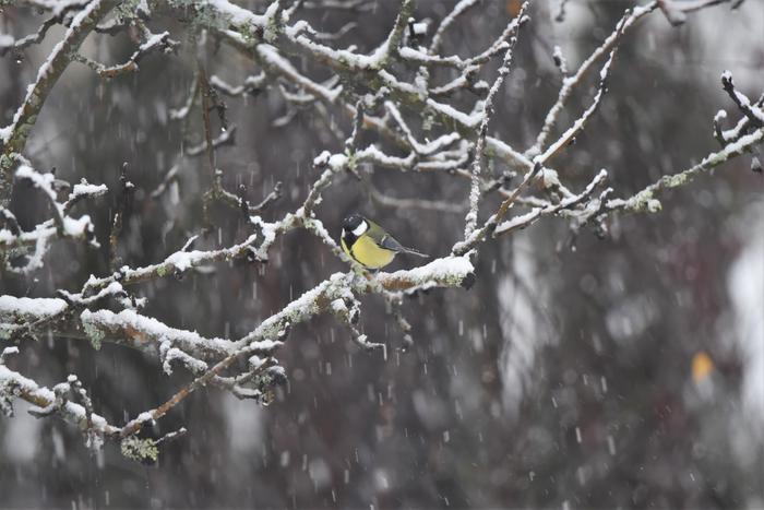 Lokakuisia lumisateita Jyväskylässä.