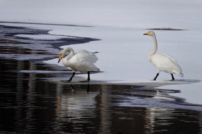 Joutsenia Jyväskylässä maaliskuun lopussa 2022.