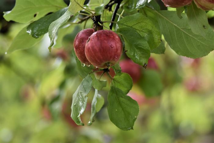 Omenoita elokuun sateissa.