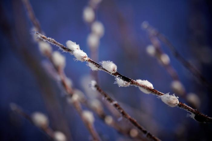 Pajunkissoja talvisäässä.