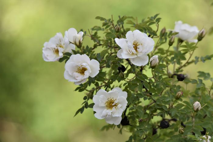 Juhannusruusut puhkesivat kukkaan lämpimässä alkukesän säässä.