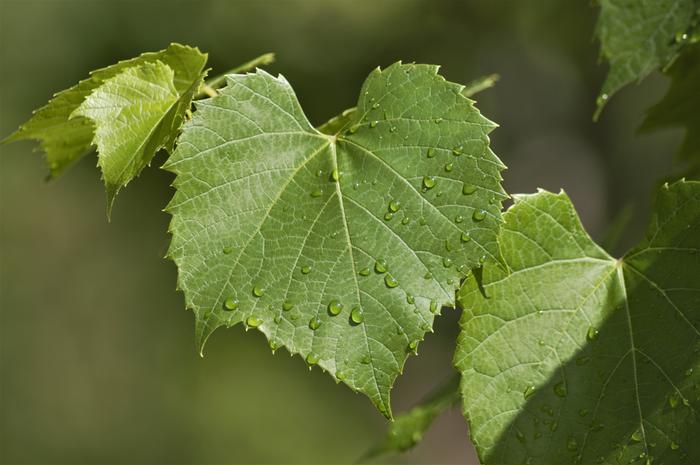 Kuukausiennusteeseen liittyy epävarmuutta elokuun edetessä. Todennäköisin skenaario on kuitenkin se, että sade ja paiste vuorottelevat, eikä pidempiä hellejaksoja ole näköpiirissä.