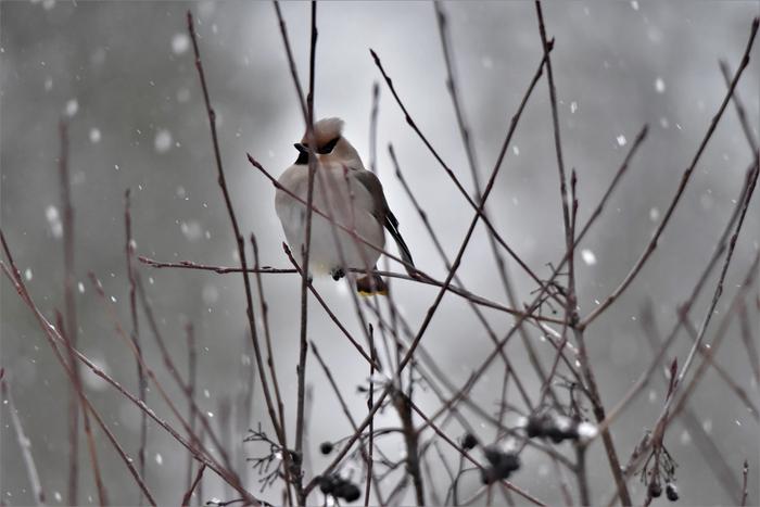 Tilhi maaliskuisessa lumisateessa.