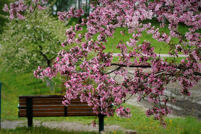 Toukokuun vehreyttä Jyväskylässä 2019.