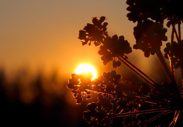 Aurinko Elokuun aurinko.