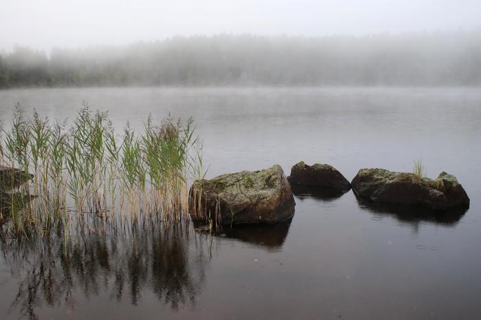 Aamuinen utu Harmaa ja utuinen syysmaisema