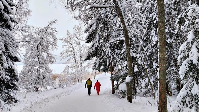 Ulkoilua talvisäässä Lumisia puita ja pakkasia Vaasassa.