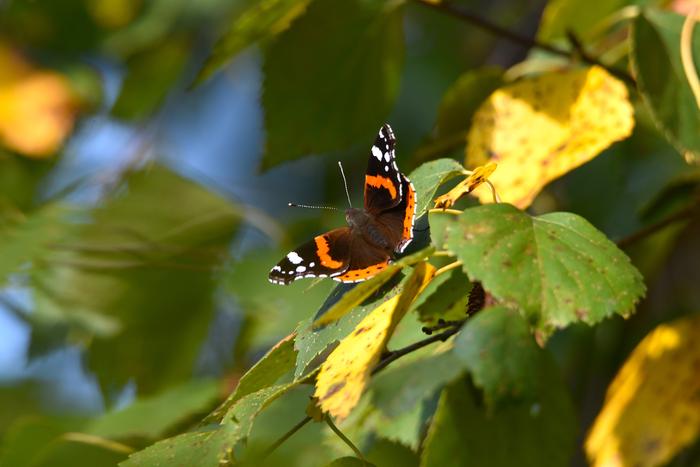 Amiraaliperhonen ja syksyn lehtiä Syksyn saapuessa lehdet kellastuvat.