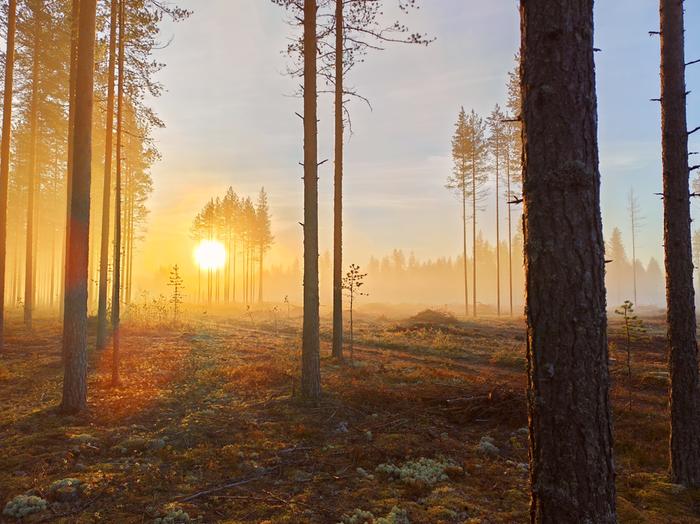 Aurinko nousee utuisena aamuna