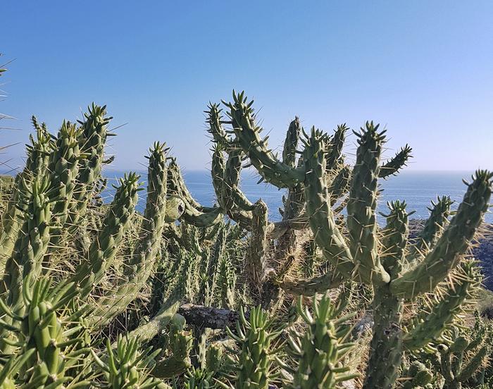 Kaktuksia kuivassa Espanjassa. Kaakkois-Espanjan sisämaa on Manner-Euroopan kuuminta ja kuivinta aluetta.