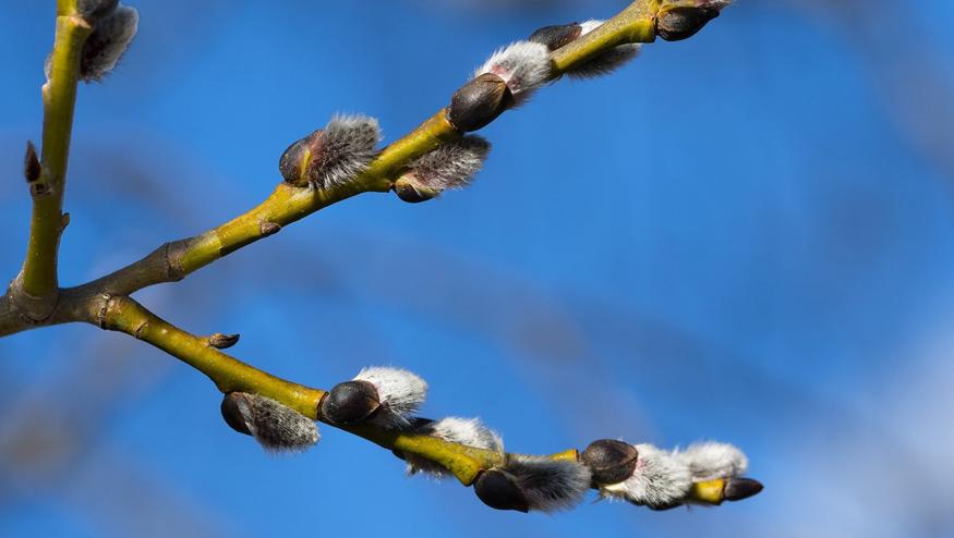 Uusi kuukausiennuste: Tältä näyttävät pääsiäinen sekä huhtikuun jatko