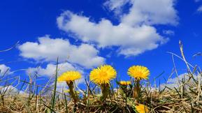 Loppuviikolla laajalti aurinkoa – ”Päivälämpötilat vastaavat toukokuun puolivälin tienoon lukemia”