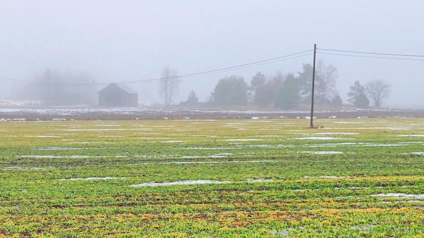 Siitepölykausi käynnistymässä: Kaukokulkeumia saapunut jo Suomeen – lepän ja pähkinäpensaan kukinta alkamassa parin viikon sisällä
