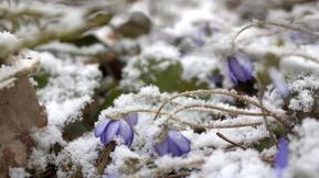 Uusi kuukausiennuste: Pohjoisesta valahtaa kylmää ilmaa Suomeen – ”Sateita tulee vappuviikollakin lumena, räntänä ja vetenä”