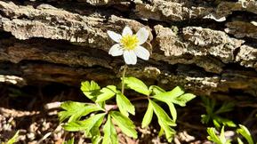 Kuukausiennuste julki: Tällä viikolla keväistä lämpöä – katso tuore arvio vappuviikosta