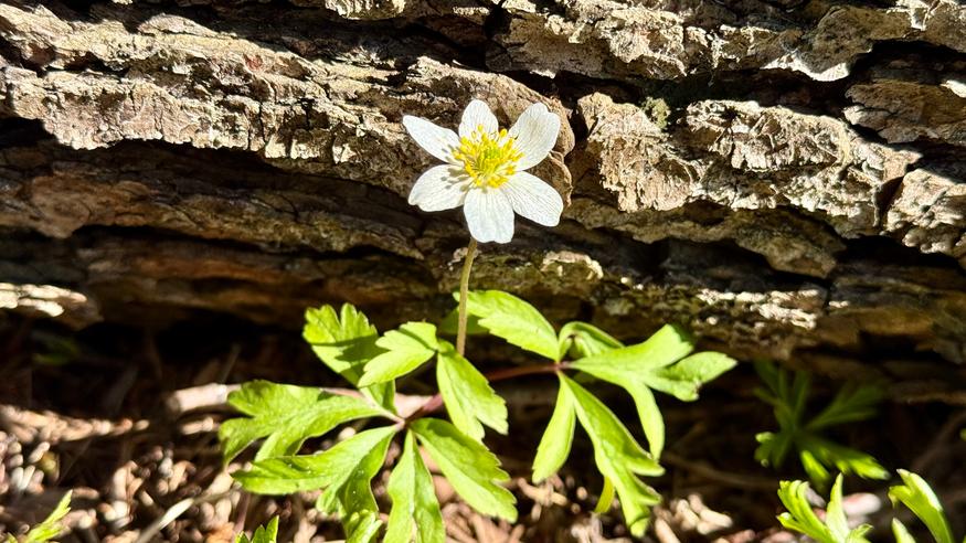 Kuukausiennuste julki: Tällä viikolla keväistä lämpöä – katso tuore arvio vappuviikosta