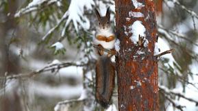 Uusi kuukausiennuste – matalapaineiden myllerryksessä kohti joulua
