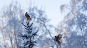 Vaihteleva sää valtaa alaa – loppuviikolla saattaa tapahtua merkittävä muutos