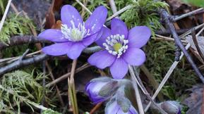 Katso huhtikuun kuukausiennuste: ”Kevät etenee nyt rivakasti” – jopa maastopalokausi on jo alkanut