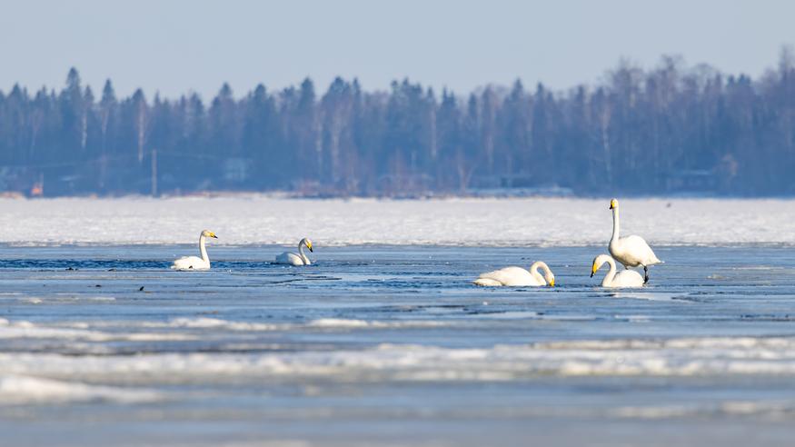Föhn-tuulta ja jopa 12–14 astetta loppuviikolla – miten käy lämpötiloille ensi viikon mittaan?