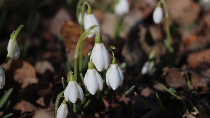 Kevätkukkasia ja lumipyryä – katso huhtikuun säätä kuvina!