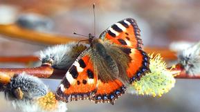 Tuore kuukausiennuste: Palaavatko kaivatut sateet?