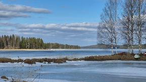 Jäät heikkoja suuressa osassa maata – koivun siitepölyä kulkeutuu jo Suomeen