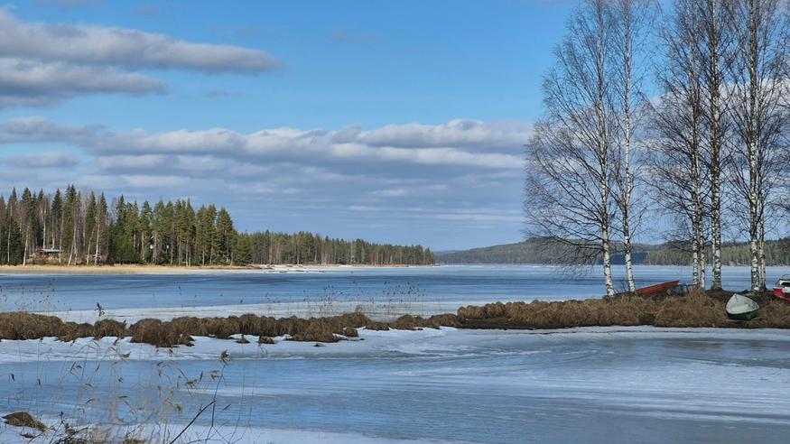 Jäät heikkoja suuressa osassa maata – koivun siitepölyä kulkeutuu jo Suomeen