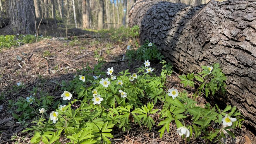 Aluksi puhaltaa pohjoistuuli, sitten lämpenee – katso vappuviikon sääennuste!