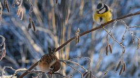 Uusi kuukausiennuste: Korkeapaine jämähtää Suomeen