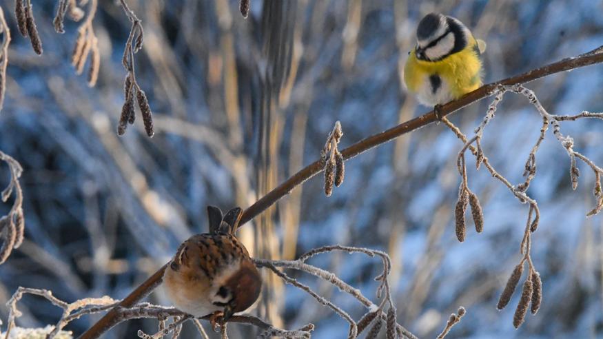 Uusi kuukausiennuste: Korkeapaine jämähtää Suomeen