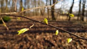 Kevään kohtalo saattoi ratketa tuoreessa kuukausiennusteessa: Vahva signaali koko maaliskuun