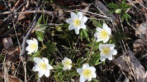 Maalis–toukokuun pitkä ennuste: Miten käy kevään?