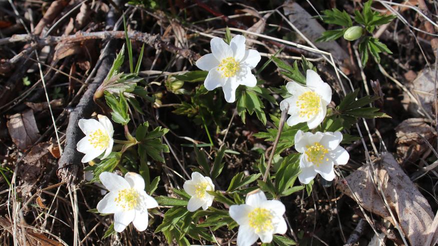 Maalis–toukokuun pitkä ennuste: Miten käy kevään?