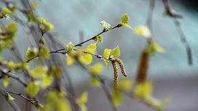 Koivun kukinta on alkamassa etelässä – koivuallergikoille ennustetaan helppoa kevättä