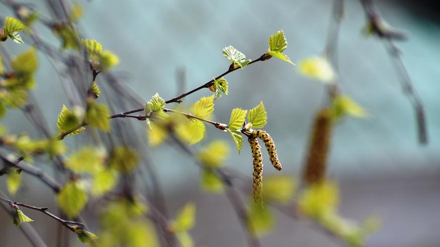 Koivun kukinta on alkamassa etelässä – koivuallergikoille ennustetaan helppoa kevättä