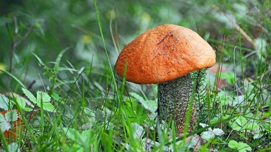 Tuore kuukausiennuste - sateista säätä tiedossa Tuore kuukausiennuste - sateista säätä tiedossa