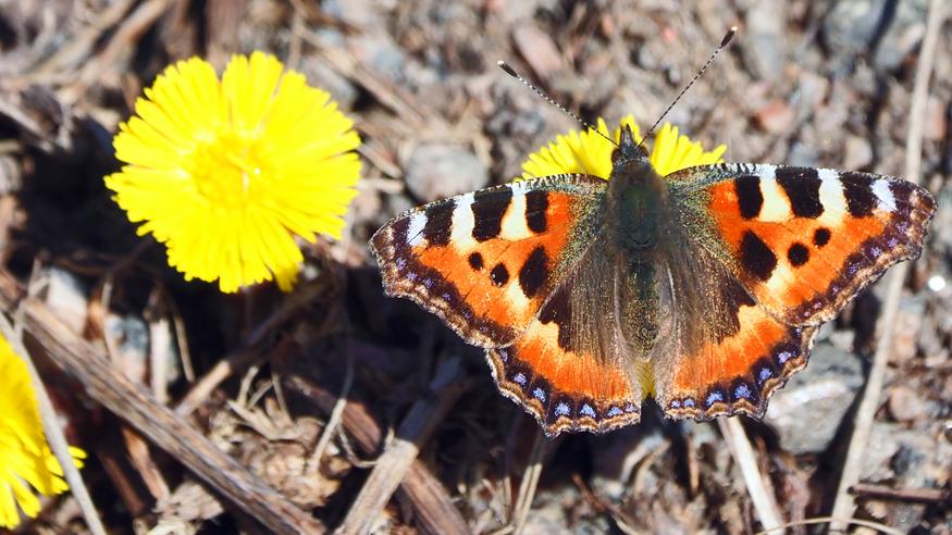 Uusin kuukausiennuste: Keväistä, lämmintä, aurinkoa!